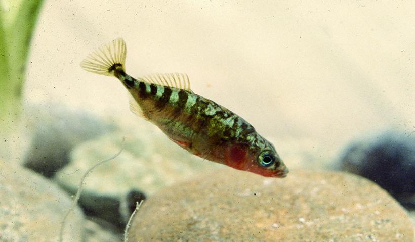 清川に住む希少な生物のイトヨの写真