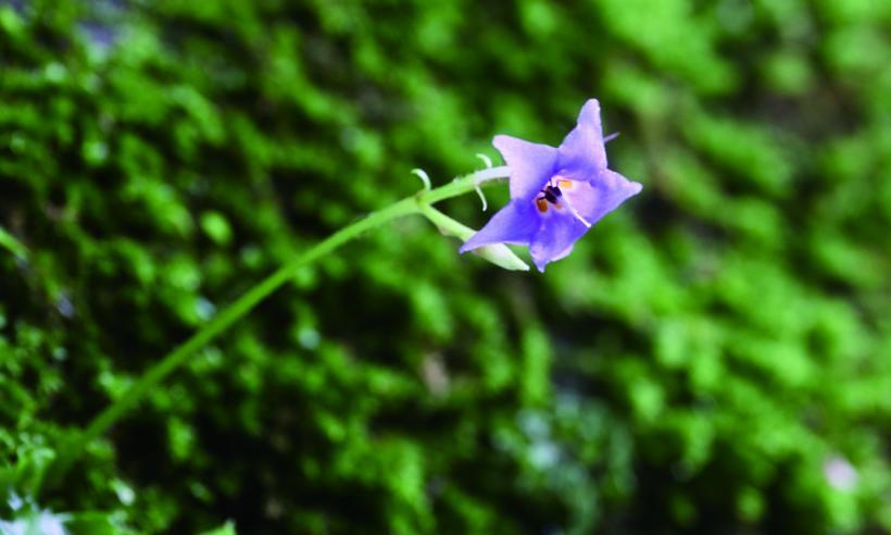 普通の紫色の花びらのイワタバコの花の写真