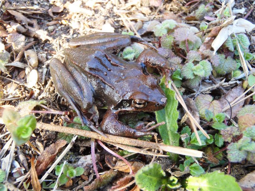 落葉の上に乗っているヤマアカガエルの写真