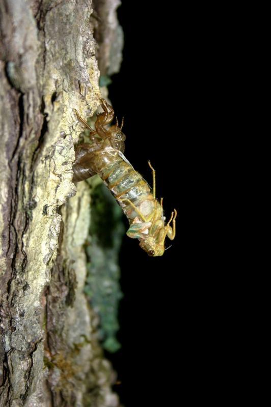 樹上で羽化し始めたばかりのエゾハルゼミの写真