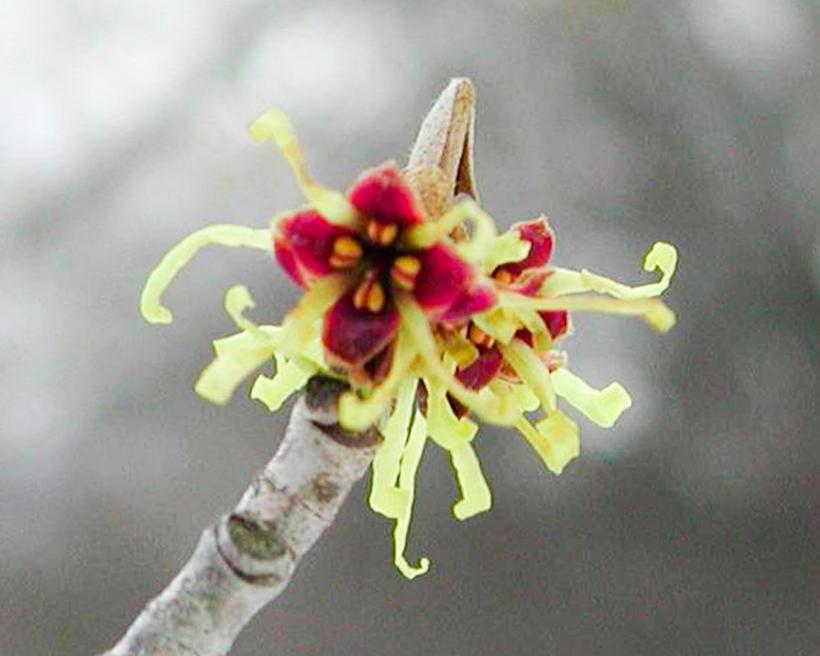赤と黄のマルバマンサクの花の写真