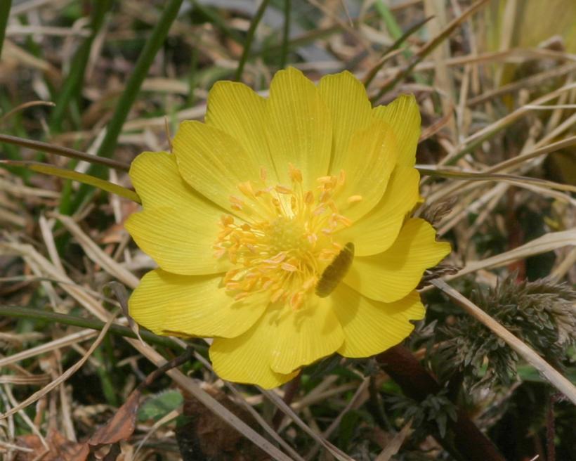 黄色のフクジュソウの花の写真