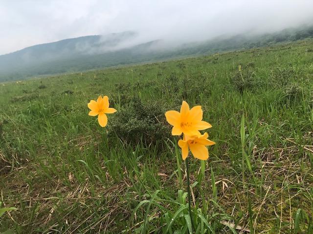 霧が立ち込む中、湿原に映える黄色い花の写真