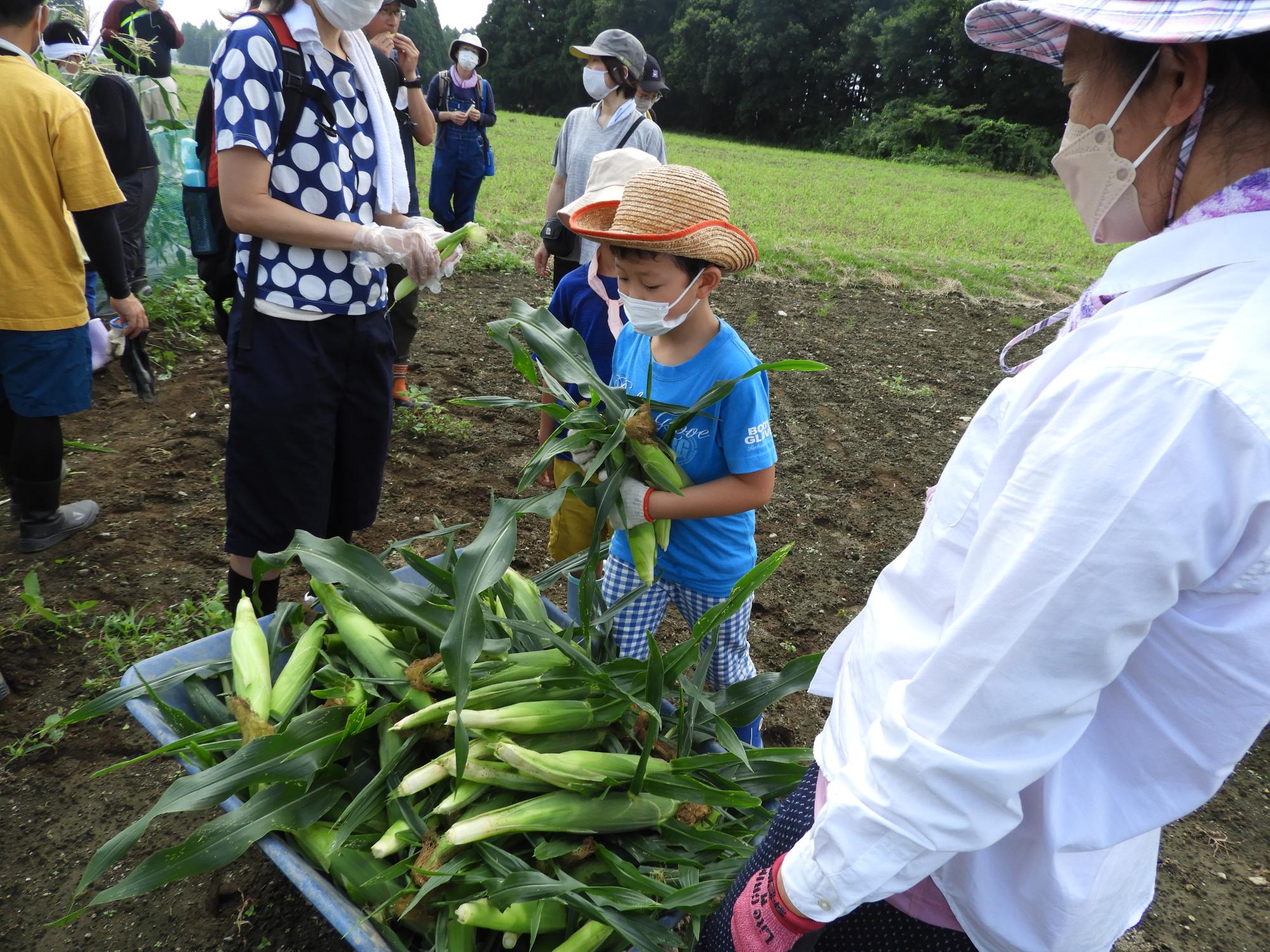 お野菜くらぶトウモロコシの収穫2