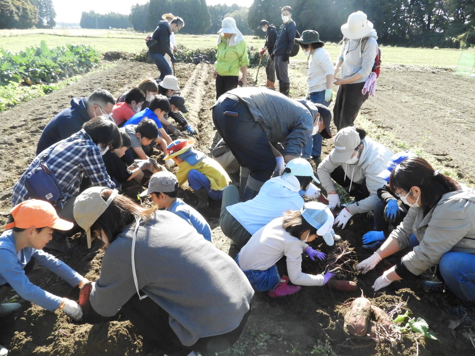 第3回お野菜くらぶサツマイモ収穫1