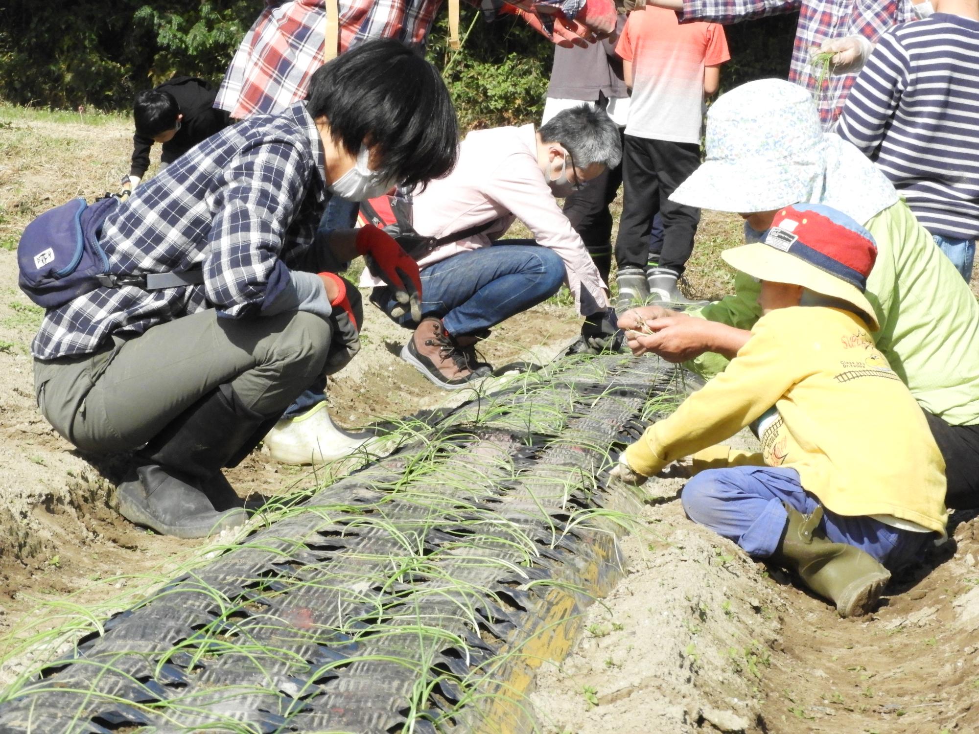 第3回お野菜くらぶ玉ねぎの定植1