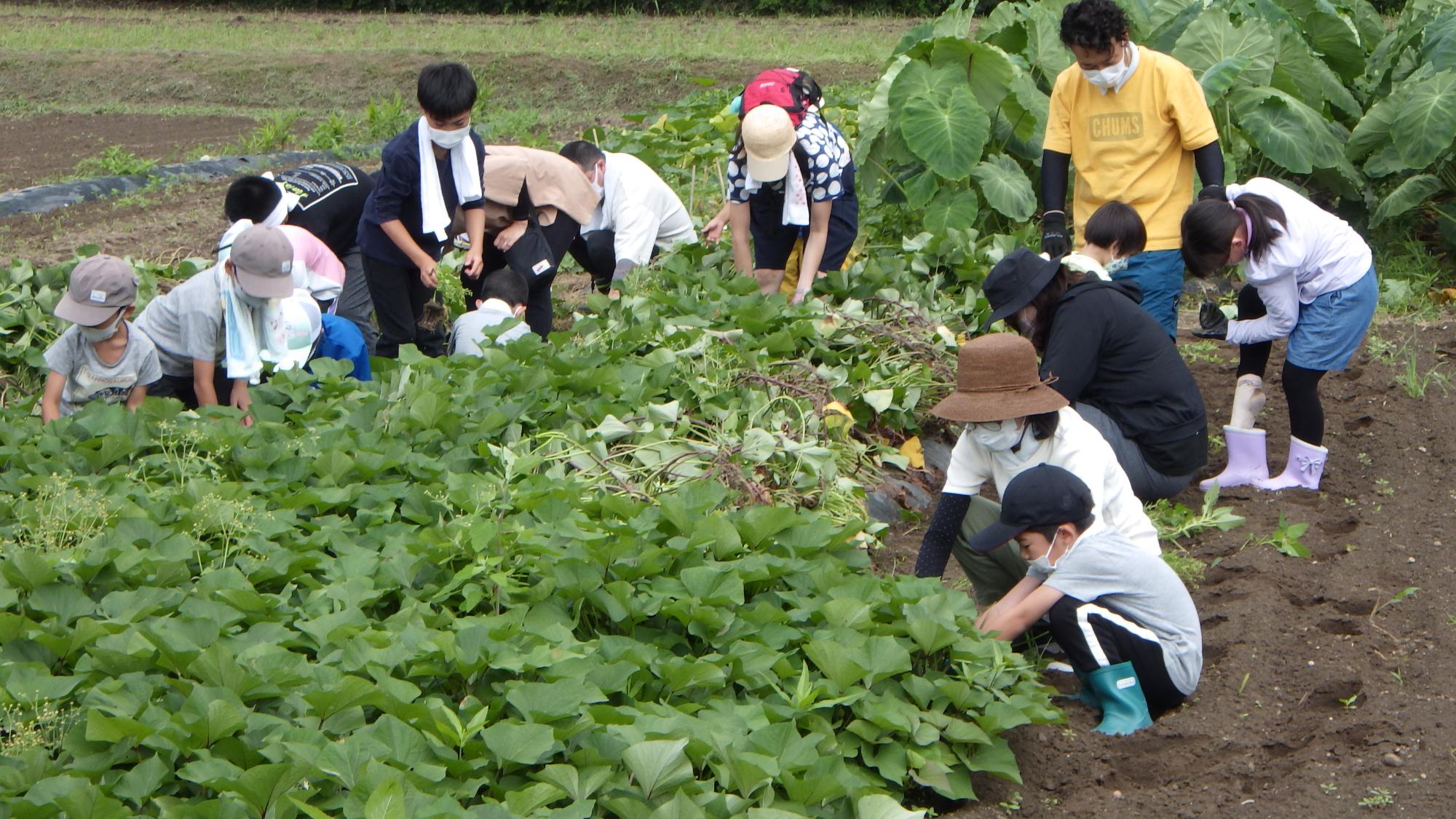 お野菜くらぶサツマイモのツル返し