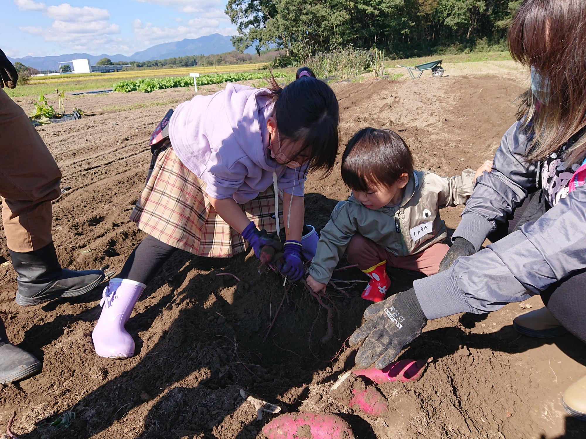 お野菜くらぶさつま芋掘り7