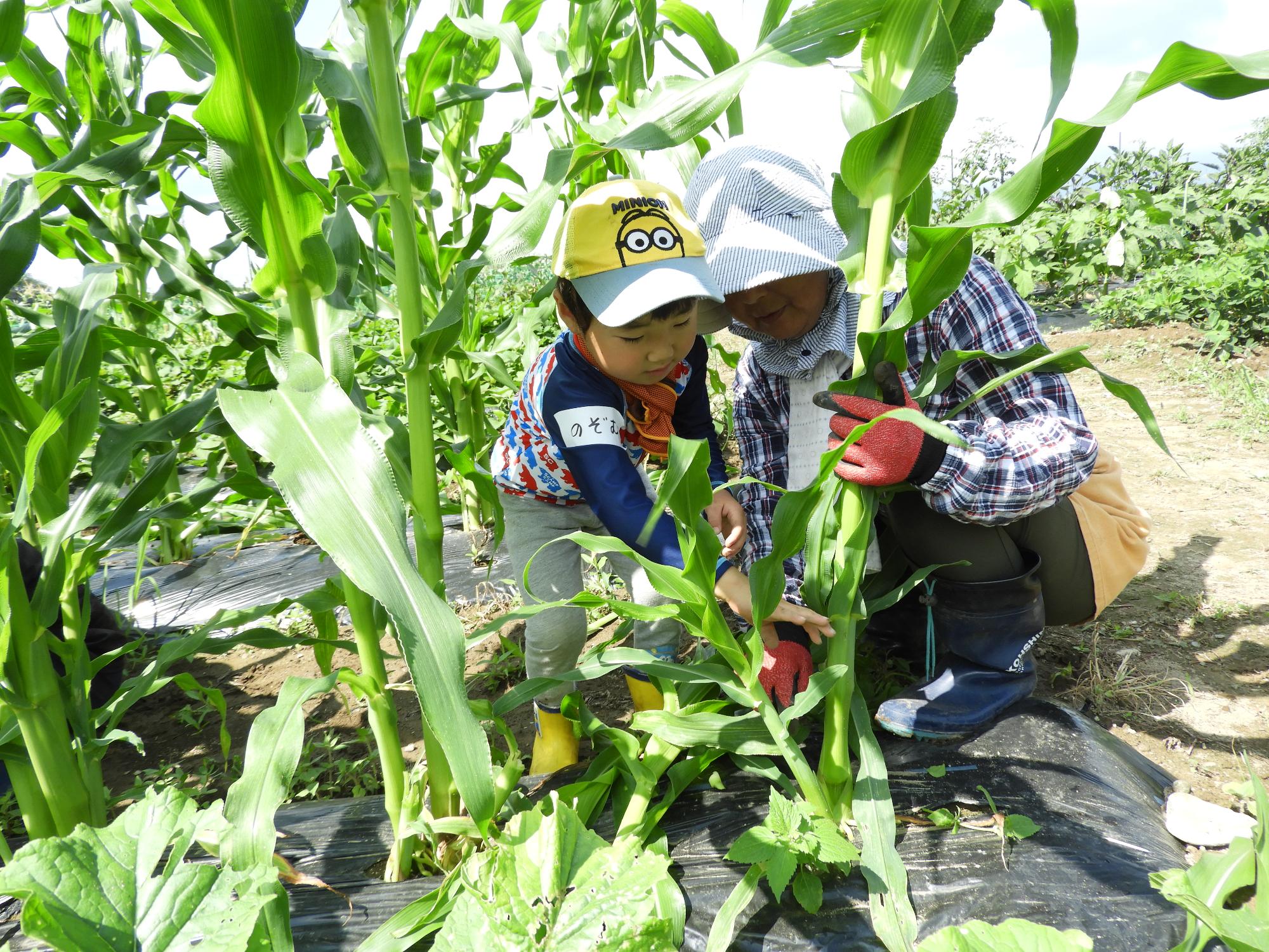 お野菜くらぶトウモロコシの間引きその1