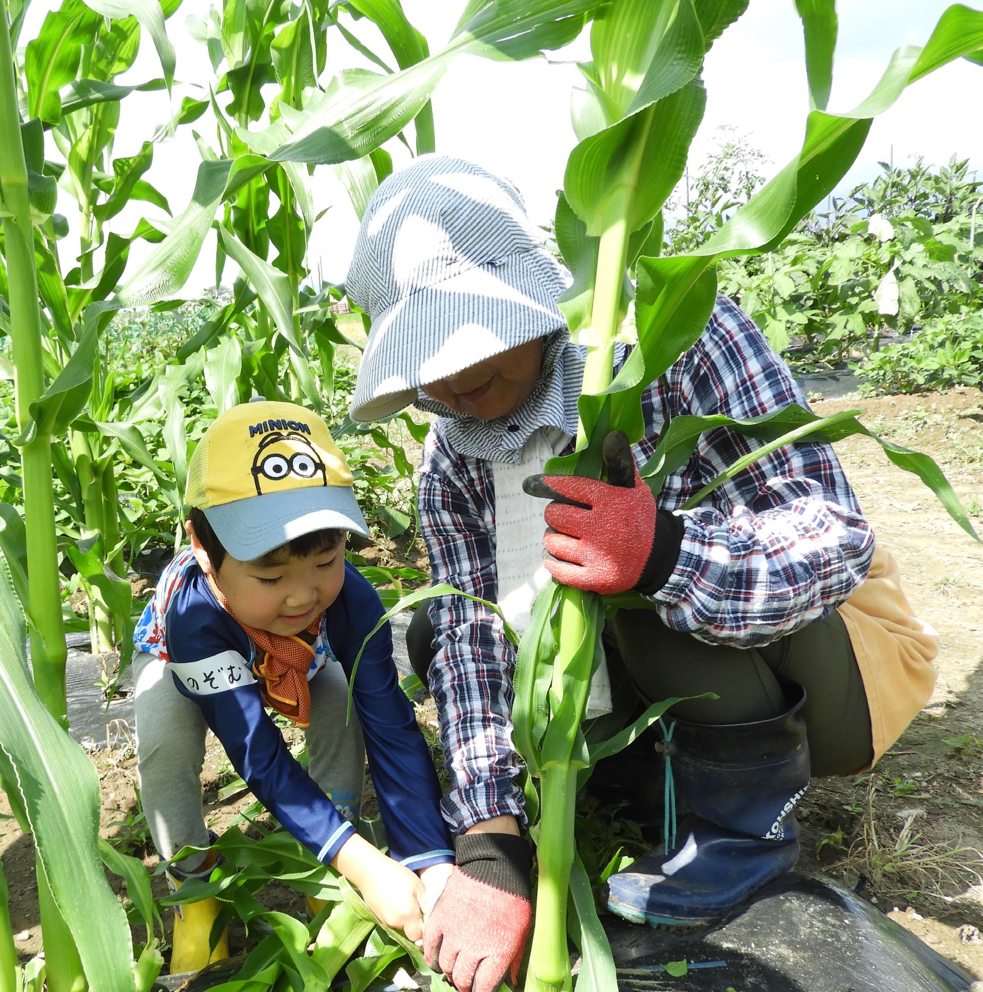 お野菜くらぶトウモロコシの間引き2