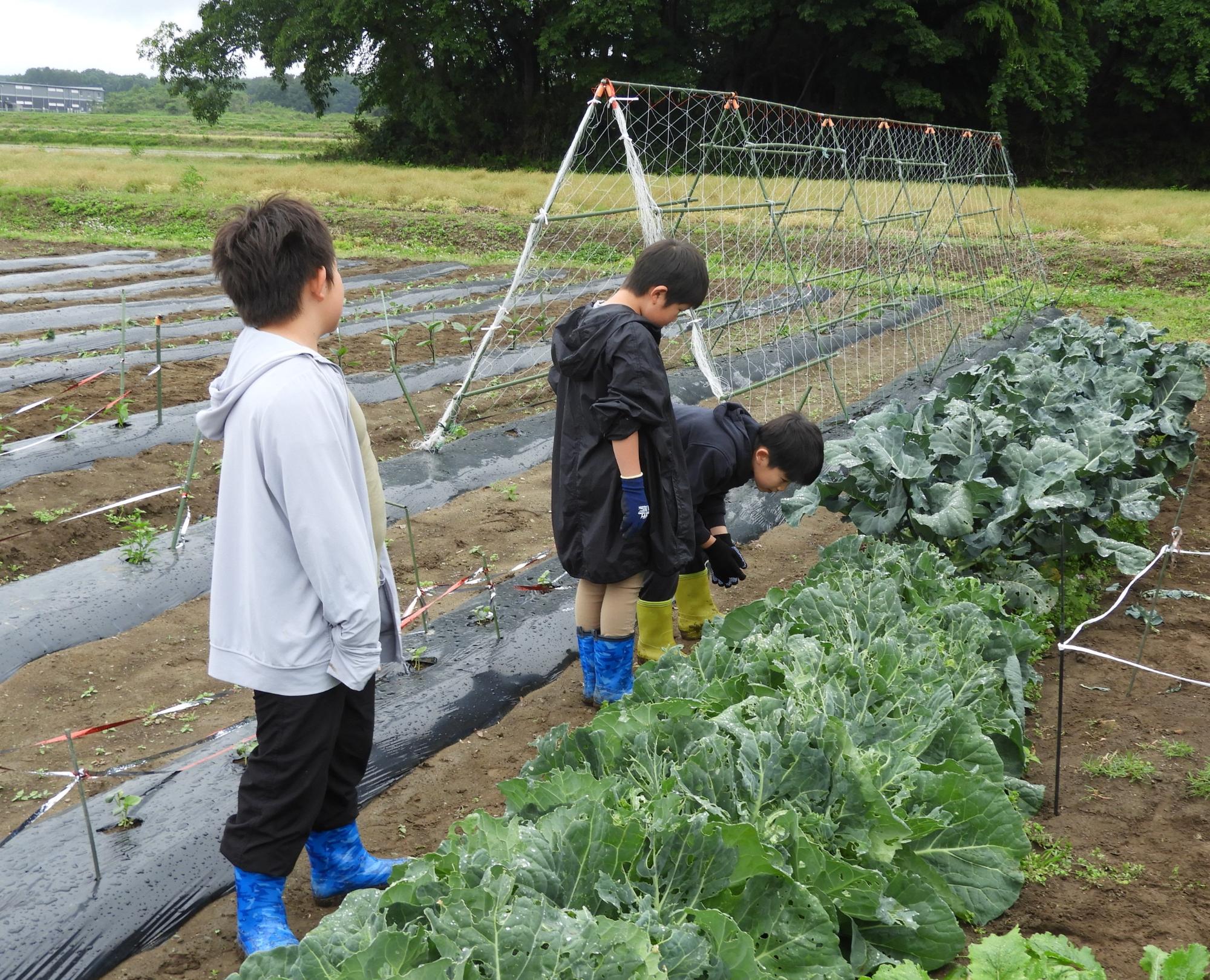 お野菜クラブ