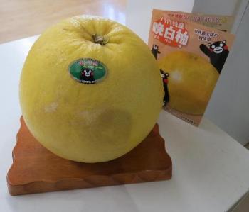 晩白柚（ばんぺいゆ）は熊本県の名物なんだそうです