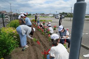 稲村小児童によるサルビア植え