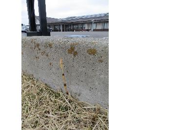 稲村公民館のつくし