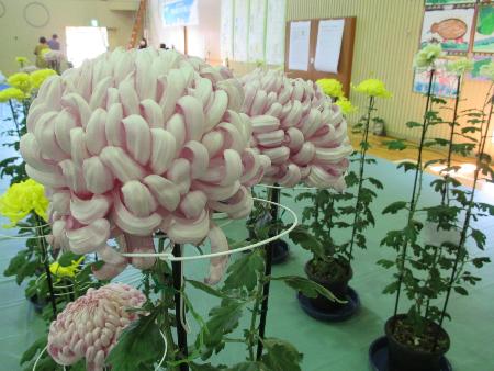 菊づくり教室菊の花