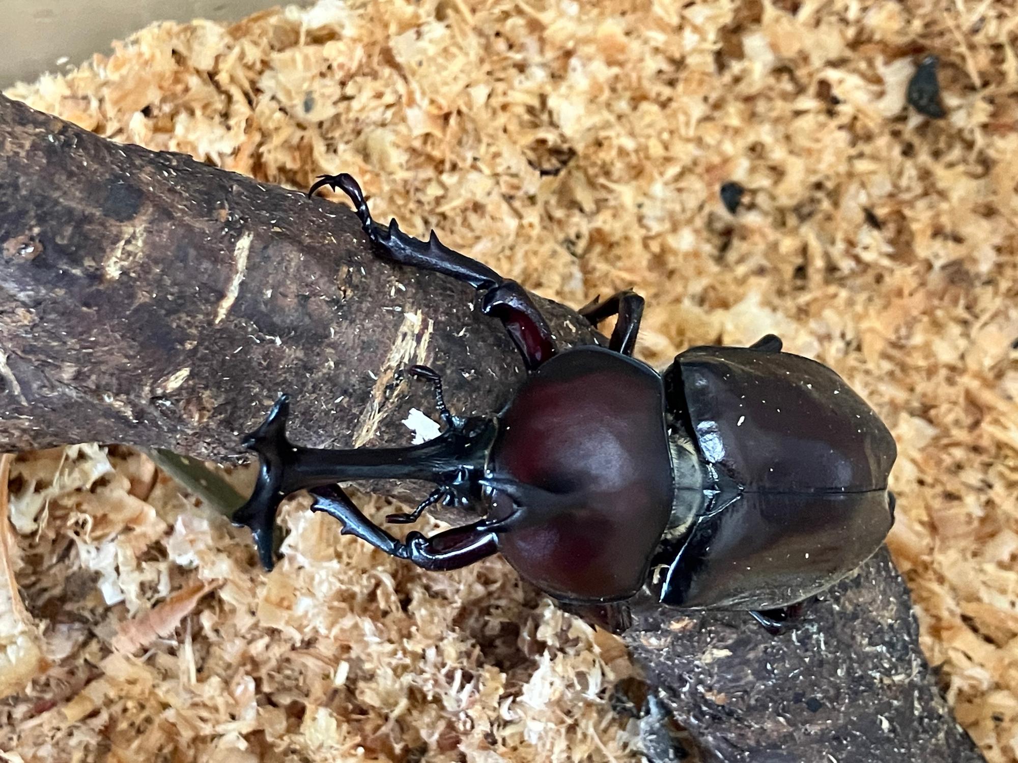 カブトムシ