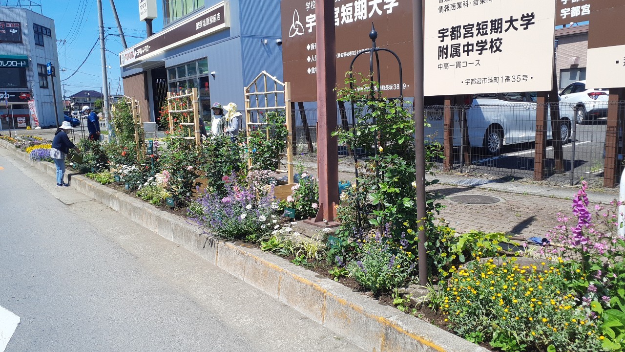 バラ1