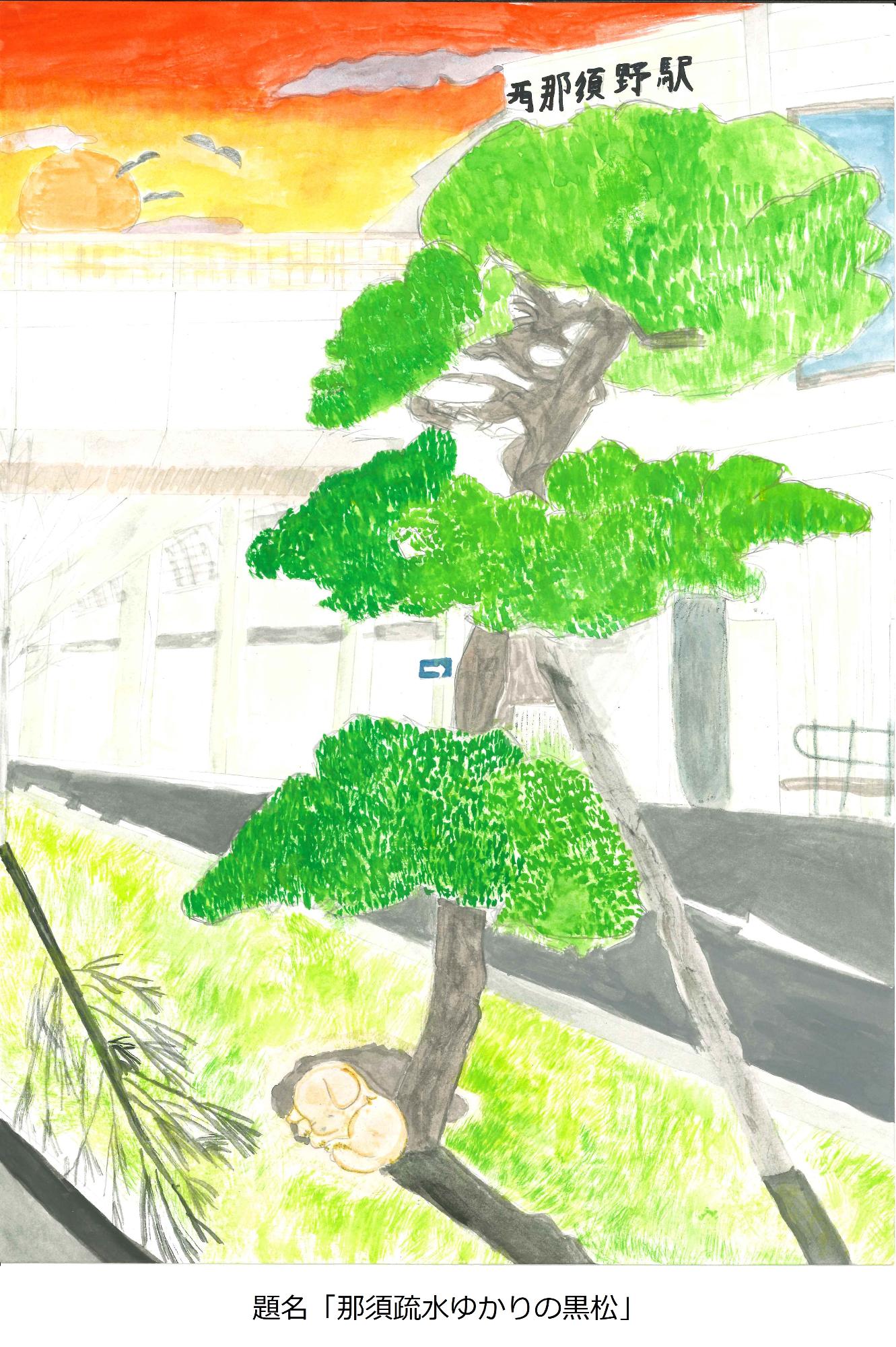 那須疏水ゆかりの黒松
