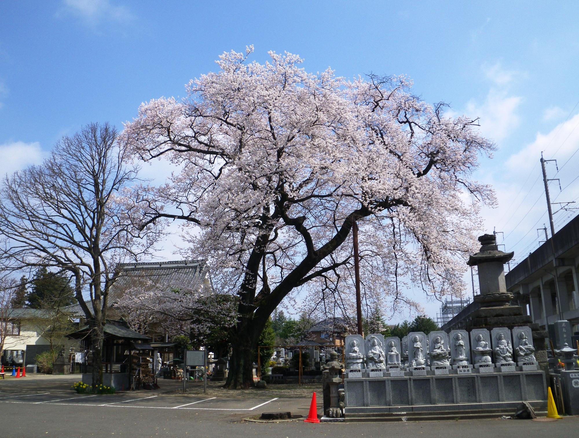 宗源寺エドヒガン桜