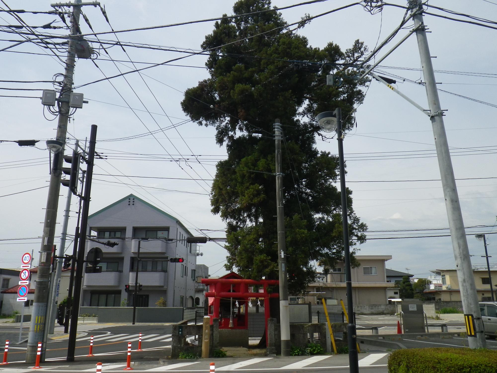 一本杉と稲荷神社