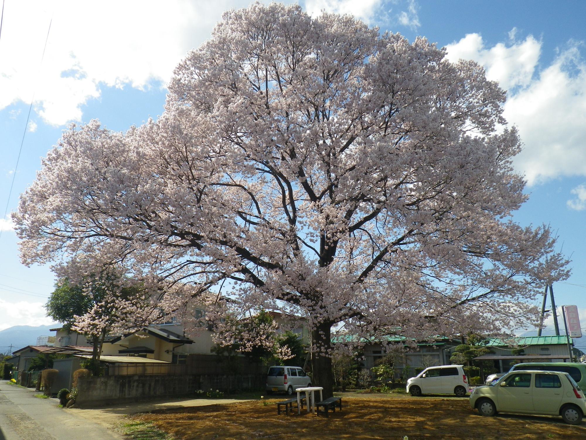 旧谷鉄工所跡のエドヒガン桜