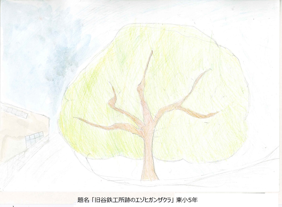 東小5年題名旧谷鉄工所跡のエドヒガン桜