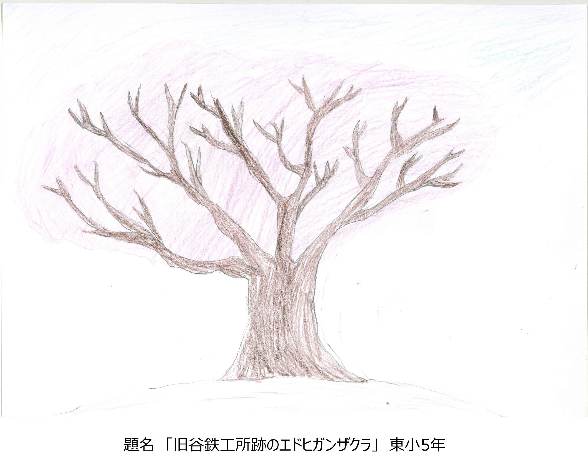 エドヒガンザクラ