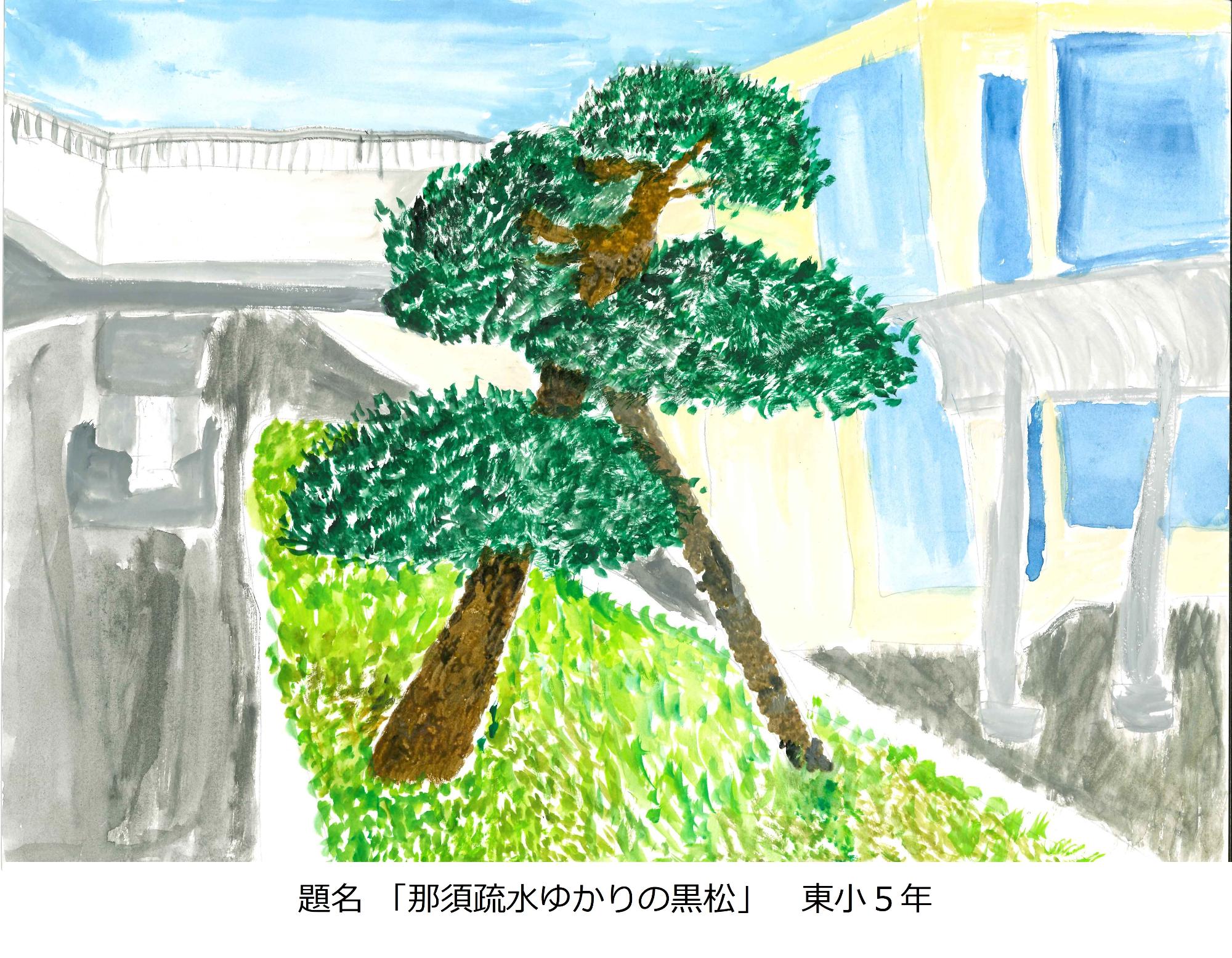 那須疏水ゆかりの黒松