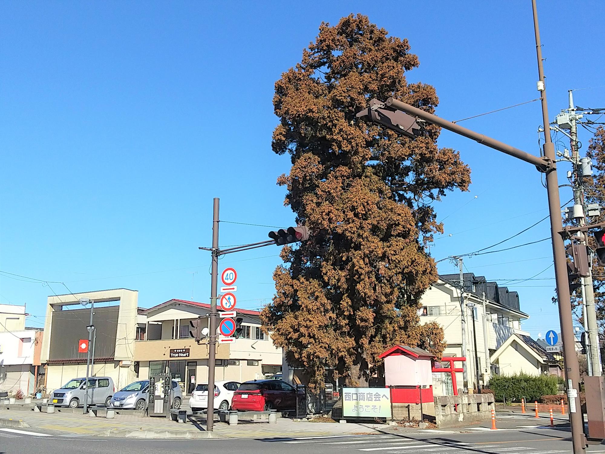 一本杉と稲荷神社