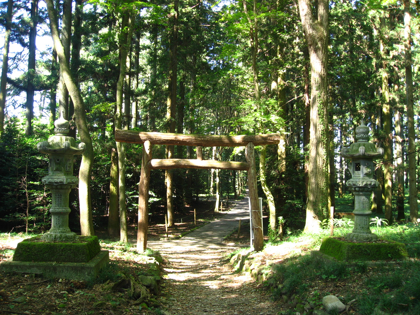 乃木神社の樹林