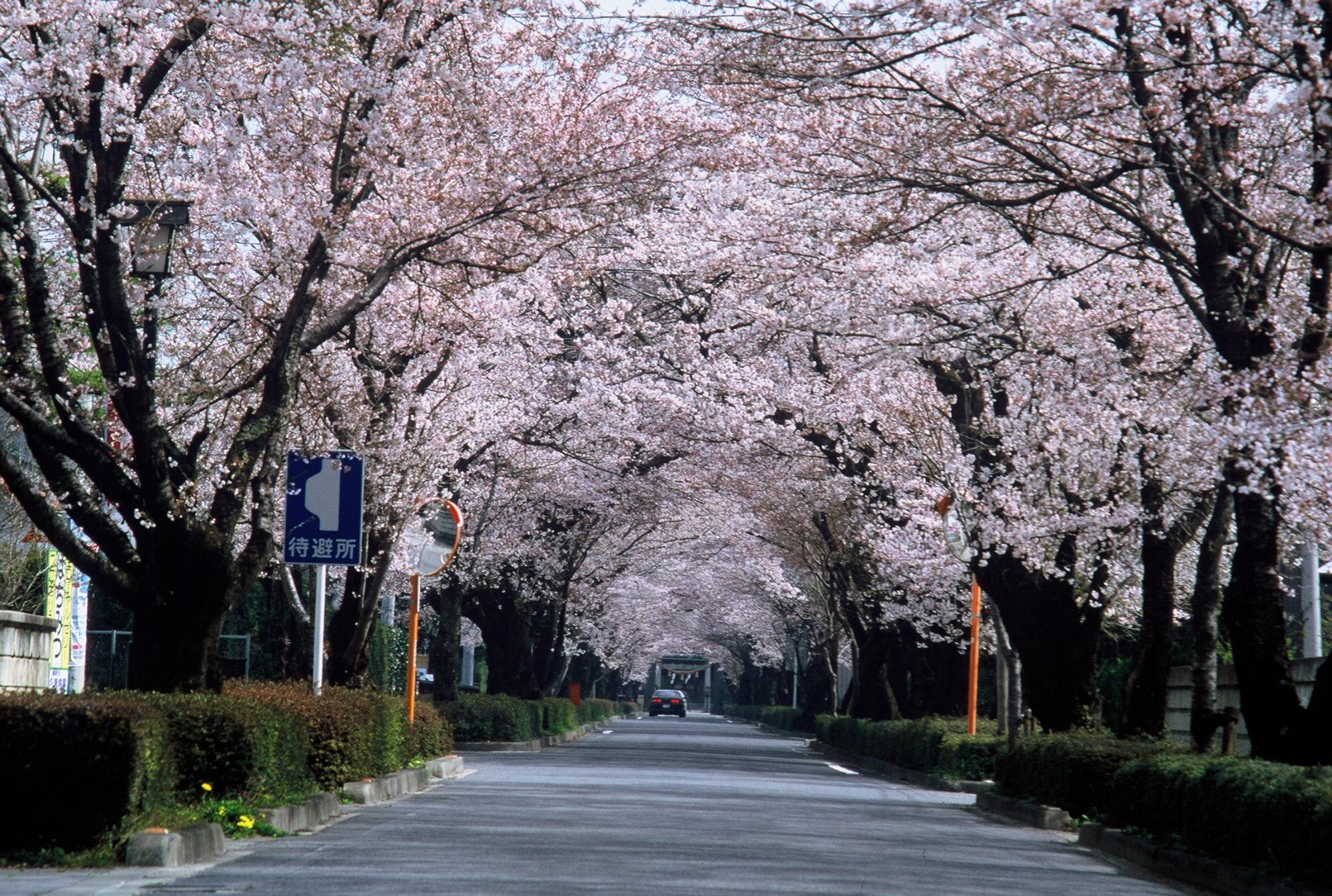 桜並木