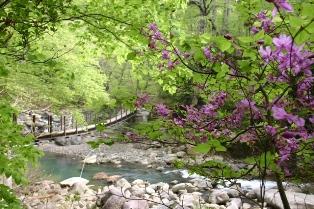 花の咲く木や渓流の上にかけられた吊橋が見える、塩原の春の自然の風景の写真